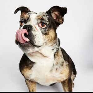 Marla is a purebred English Bulldog She is fully vaccinated spayed and microchipped She has a gre
