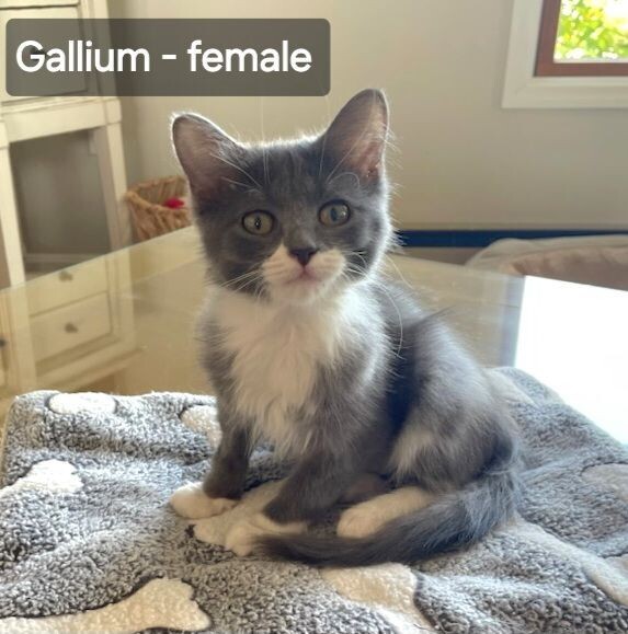 Cat for adoption Gallium, a Domestic Short Hair in OH