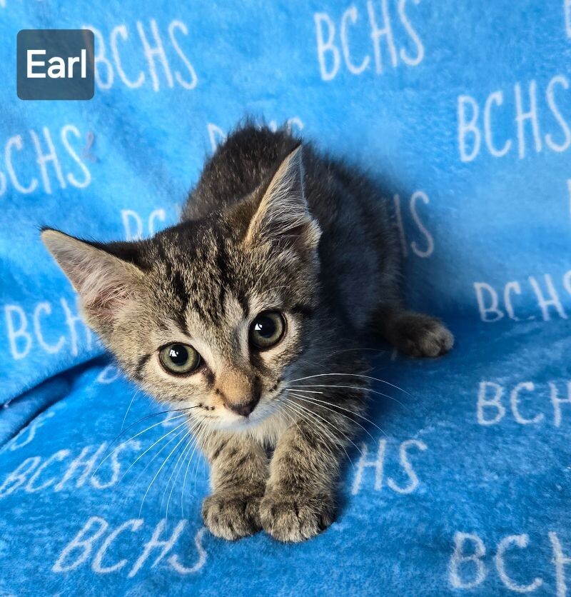 Cat for adoption Earl available soon, a Domestic Short Hair in