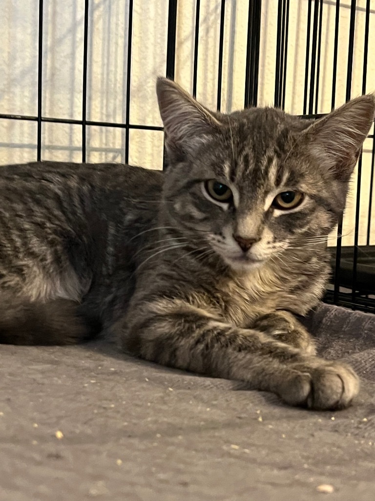 Stanley, an adoptable Domestic Short Hair in Thompson Falls, MT, 59873 | Photo Image 1