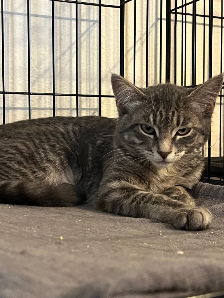 Stanley, an adoptable Domestic Short Hair in Thompson Falls, MT, 59873 | Photo Image 2