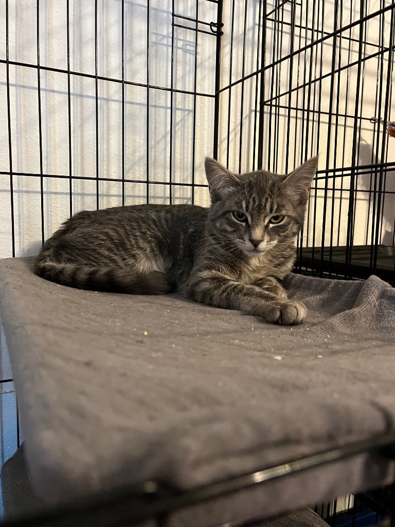 Stanley, an adoptable Domestic Short Hair in Thompson Falls, MT, 59873 | Photo Image 3