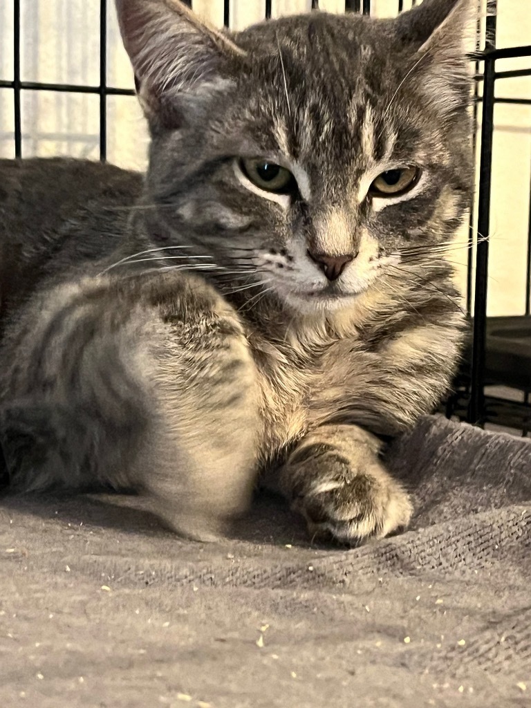 Stanley, an adoptable Domestic Short Hair in Thompson Falls, MT, 59873 | Photo Image 4