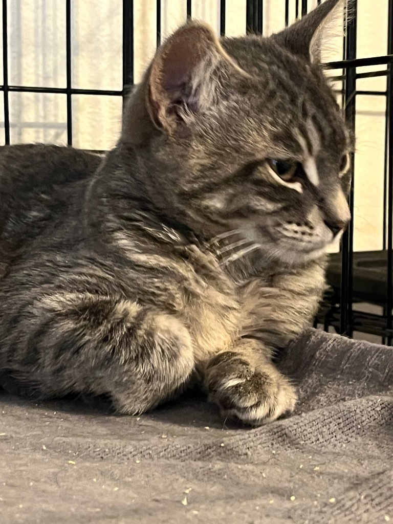 Stanley, an adoptable Domestic Short Hair in Thompson Falls, MT, 59873 | Photo Image 5