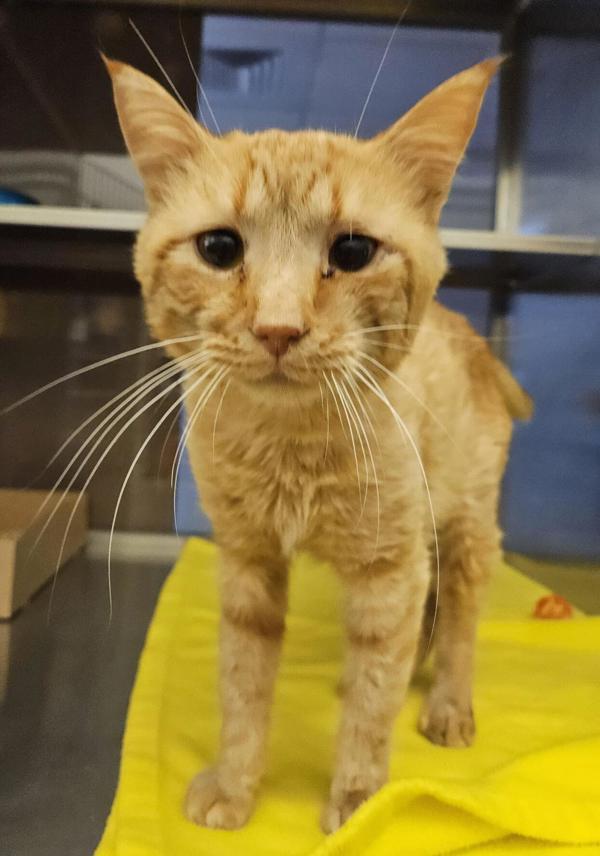 Scout 42281, an adoptable Domestic Short Hair in Pocatello, ID, 83205 | Photo Image 1