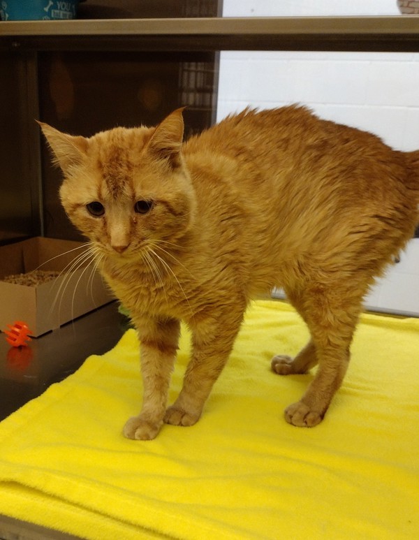 Scout 42281, an adoptable Domestic Short Hair in Pocatello, ID, 83205 | Photo Image 3