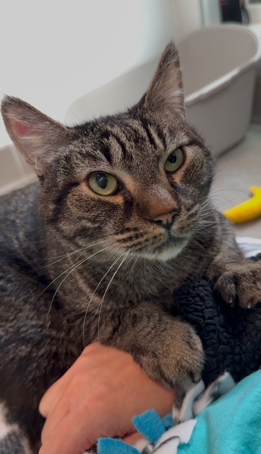 Spike, an adoptable Domestic Short Hair in Sultan, WA, 98294 | Photo Image 1