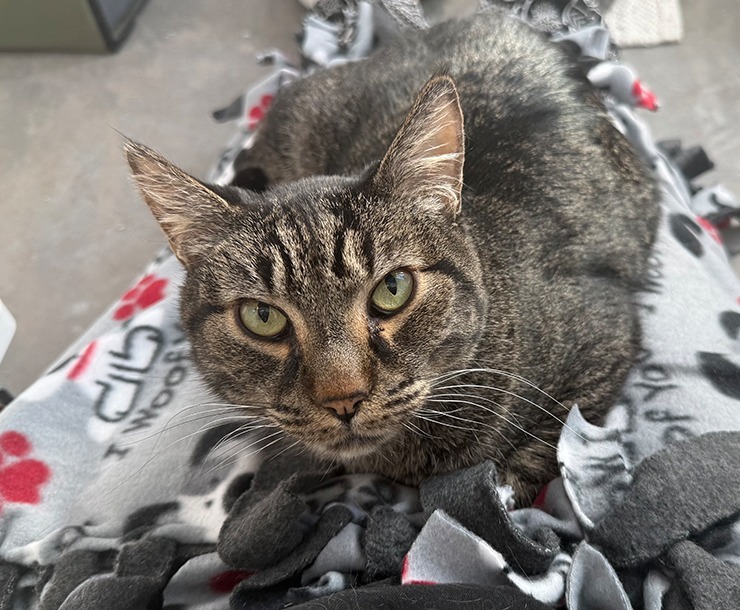 Spike, an adoptable Domestic Short Hair in Sultan, WA, 98294 | Photo Image 1