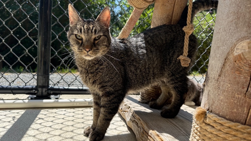 Spike, an adoptable Domestic Short Hair in Sultan, WA, 98294 | Photo Image 1