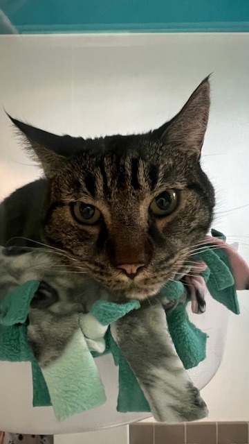 Spike, an adoptable Domestic Short Hair in Sultan, WA, 98294 | Photo Image 2