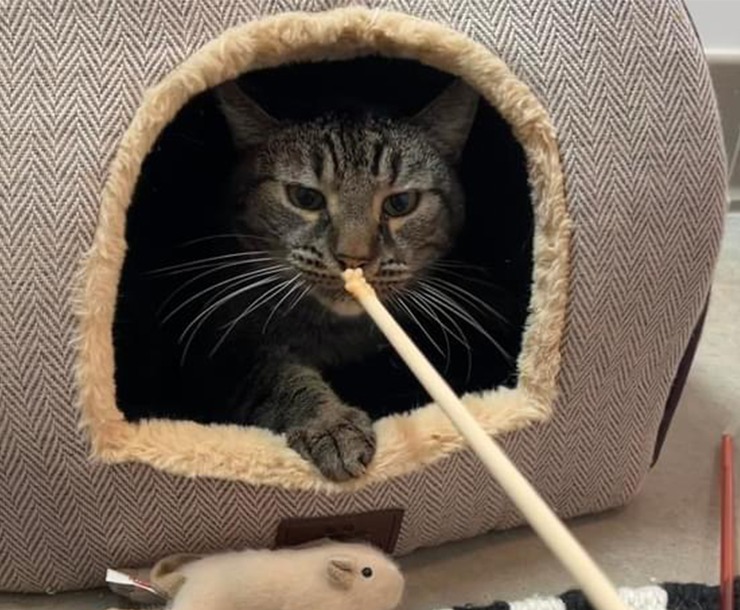 Spike, an adoptable Domestic Short Hair in Sultan, WA, 98294 | Photo Image 3