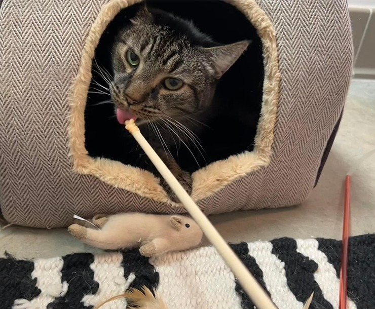 Spike, an adoptable Domestic Short Hair in Sultan, WA, 98294 | Photo Image 4