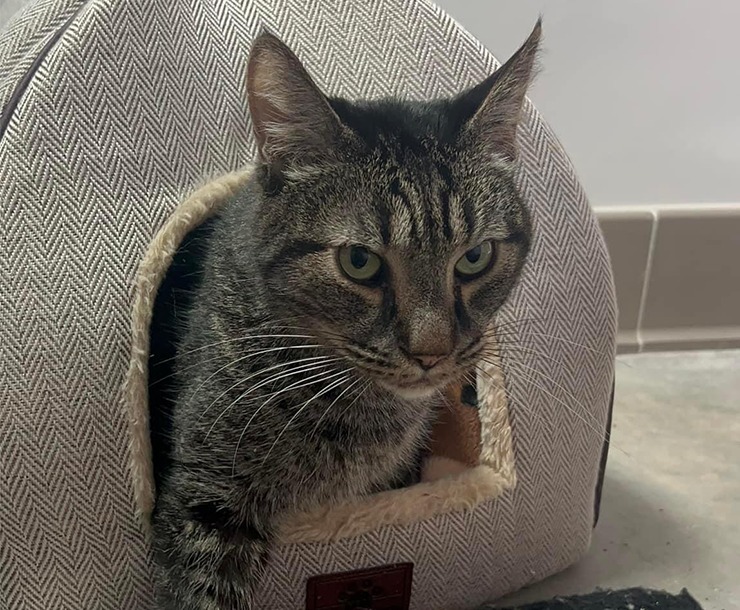 Spike, an adoptable Domestic Short Hair in Sultan, WA, 98294 | Photo Image 5