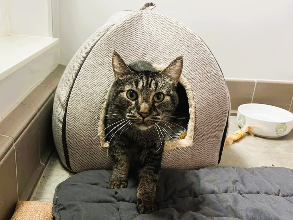 Spike, an adoptable Domestic Short Hair in Sultan, WA, 98294 | Photo Image 6