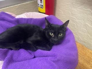 Estella, an adoptable Domestic Short Hair in Parlier, CA, 93648 | Photo Image 1