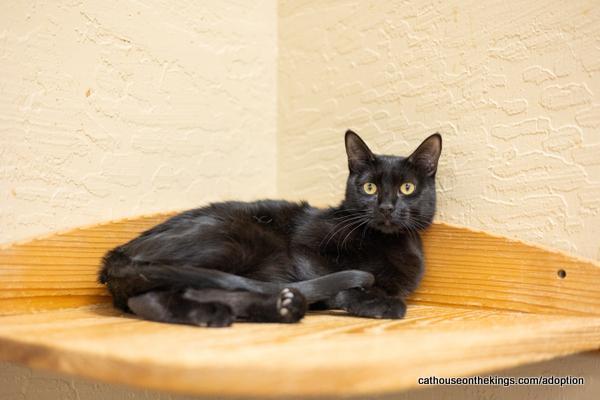 Estella, an adoptable Domestic Short Hair in Parlier, CA, 93648 | Photo Image 1