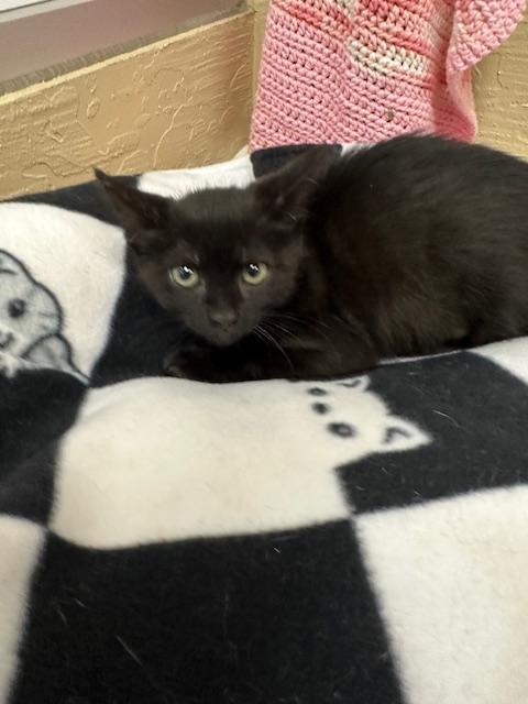 Estella, an adoptable Domestic Short Hair in Parlier, CA, 93648 | Photo Image 3