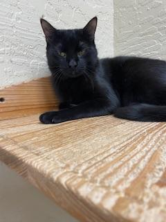 Estella, an adoptable Domestic Short Hair in Parlier, CA, 93648 | Photo Image 3