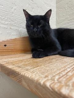 Estella, an adoptable Domestic Short Hair in Parlier, CA, 93648 | Photo Image 4