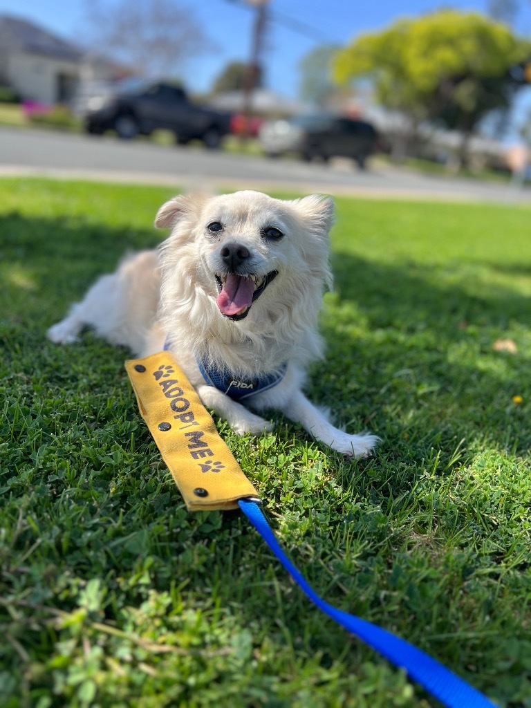 Eugene, an adoptable Pomeranian in El Cajon, CA, 92020 | Photo Image 1