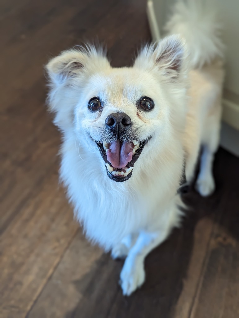 Eugene, an adoptable Pomeranian in El Cajon, CA, 92020 | Photo Image 2