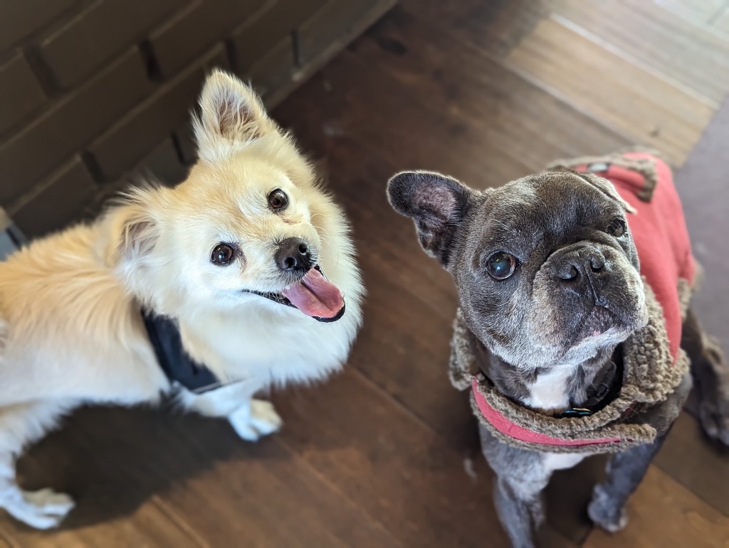 Eugene, an adoptable Pomeranian in El Cajon, CA, 92020 | Photo Image 3