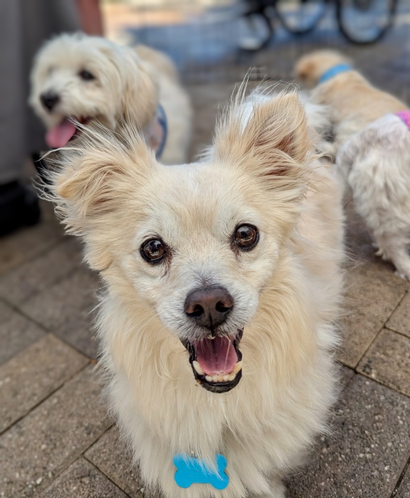 Eugene, an adoptable Pomeranian in El Cajon, CA, 92020 | Photo Image 4