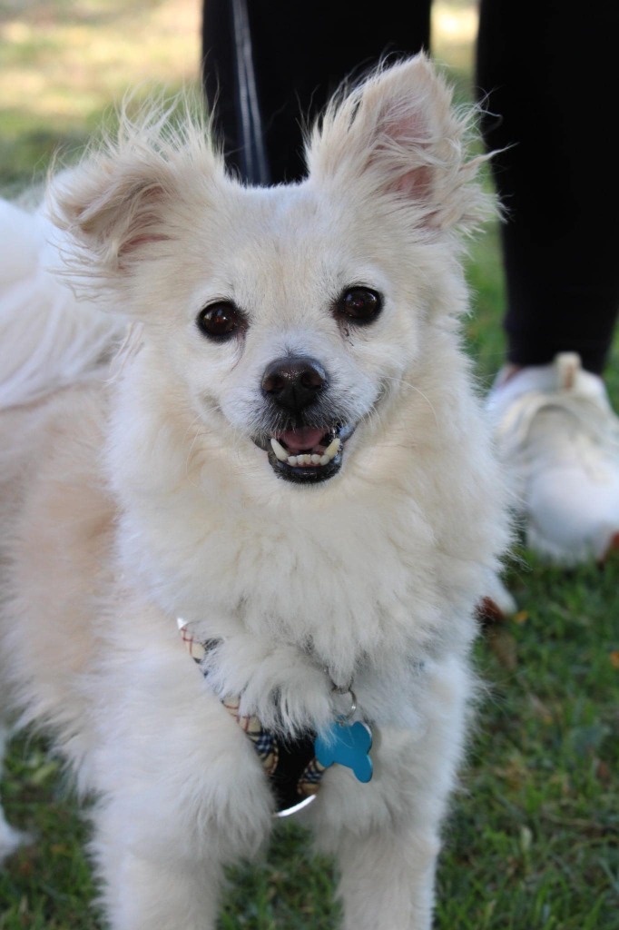 Eugene, an adoptable Pomeranian in El Cajon, CA, 92020 | Photo Image 5