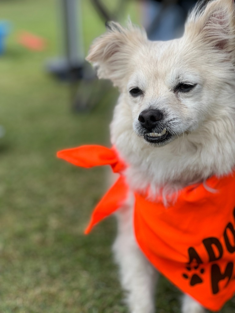 Eugene, an adoptable Pomeranian in El Cajon, CA, 92020 | Photo Image 6