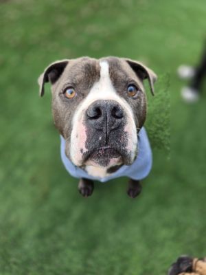 Phoenix, Senior Male Pit Bull Terrier