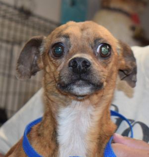 Aspen (Jeffery) (A108179), Adult Male Chihuahua