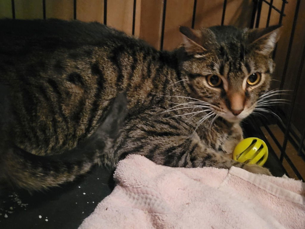 Spotz, an adoptable Domestic Short Hair in Battle Ground, WA, 98604 | Photo Image 1