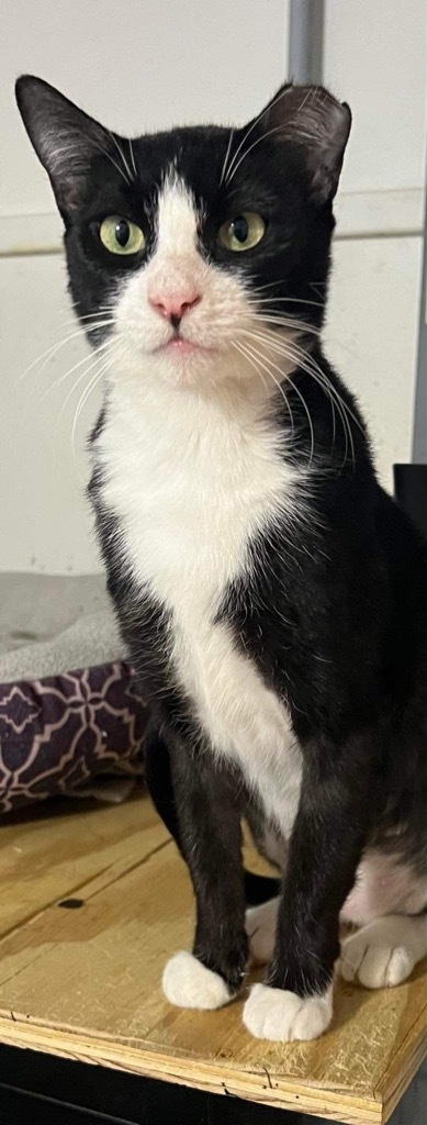 Malaya, an adoptable Domestic Short Hair in Hoover , AL, 35226 | Photo Image 1