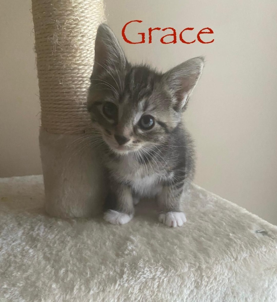 Grace, an adoptable Domestic Short Hair in Hoover , AL, 35226 | Photo Image 2