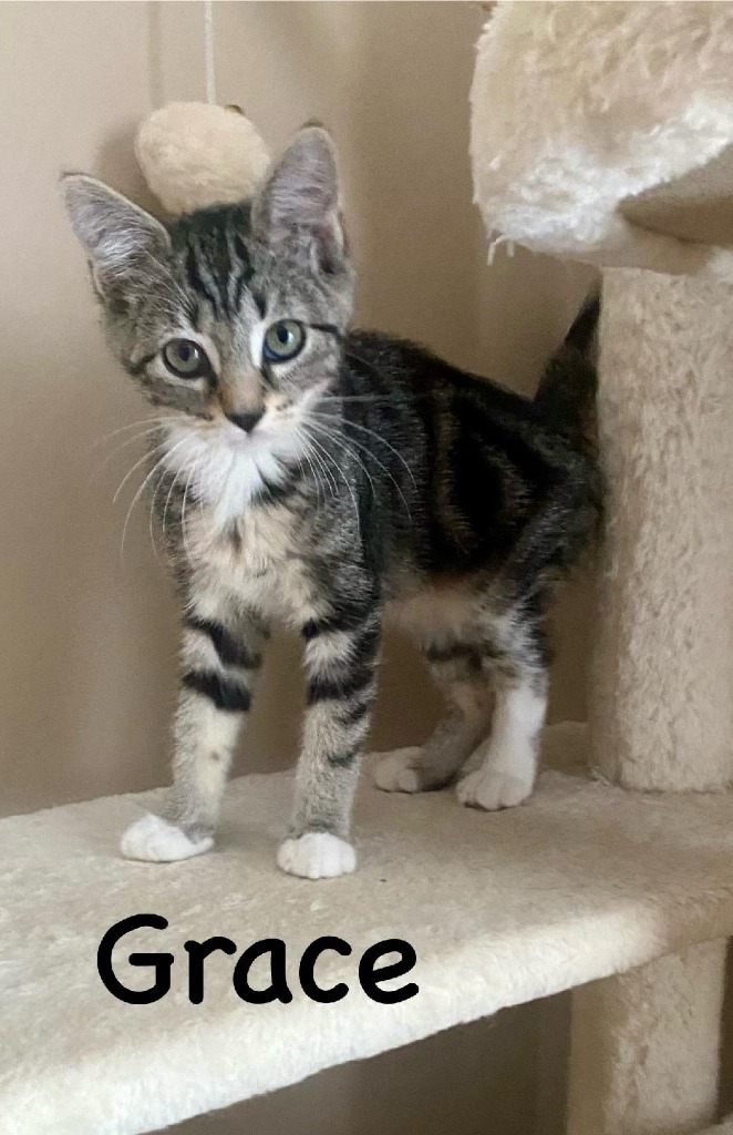 Grace, an adoptable Domestic Short Hair in Hoover , AL, 35226 | Photo Image 3