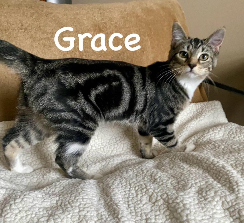 Grace, an adoptable Domestic Short Hair in Hoover , AL, 35226 | Photo Image 4