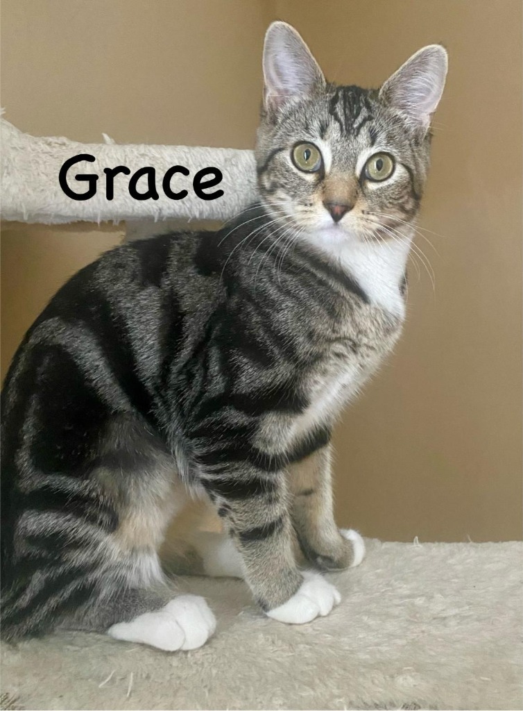 Grace, an adoptable Domestic Short Hair in Hoover , AL, 35226 | Photo Image 5
