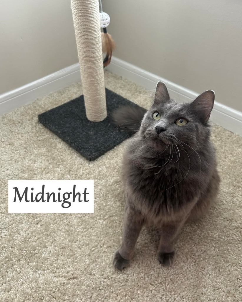 Midnight, an adoptable Domestic Medium Hair in Hoover , AL, 35226 | Photo Image 1