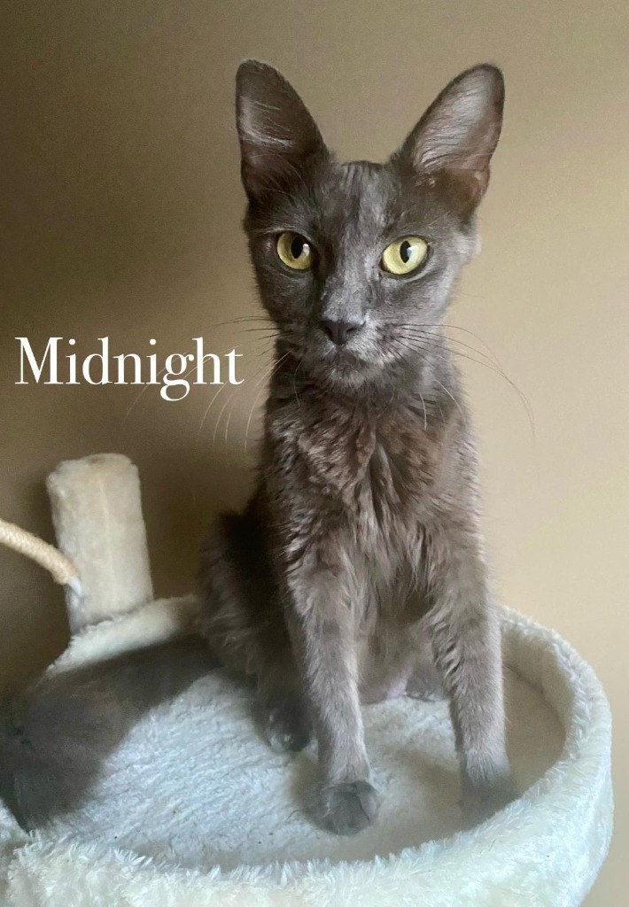 Midnight, an adoptable Domestic Medium Hair in Hoover , AL, 35226 | Photo Image 2