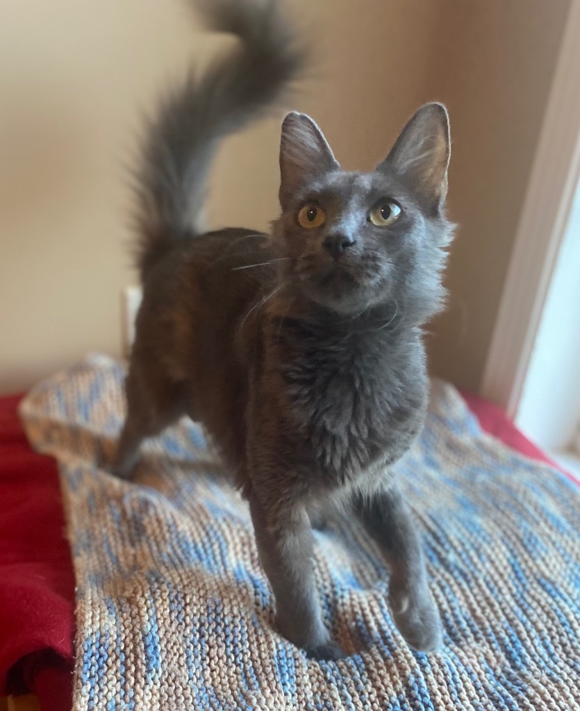 Midnight, an adoptable Domestic Medium Hair in Hoover , AL, 35226 | Photo Image 3