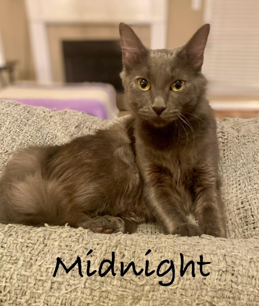 Midnight, an adoptable Domestic Medium Hair in Hoover , AL, 35226 | Photo Image 4