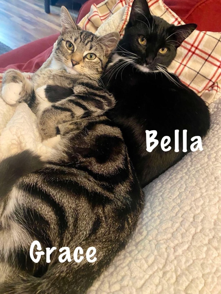 Bella, an adoptable Domestic Short Hair in Hoover , AL, 35226 | Photo Image 1