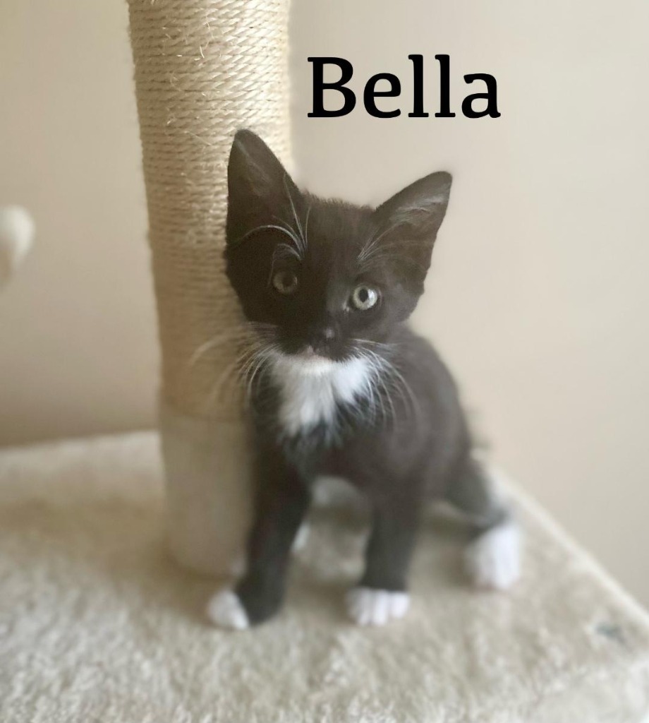 Bella, an adoptable Domestic Short Hair in Hoover , AL, 35226 | Photo Image 2