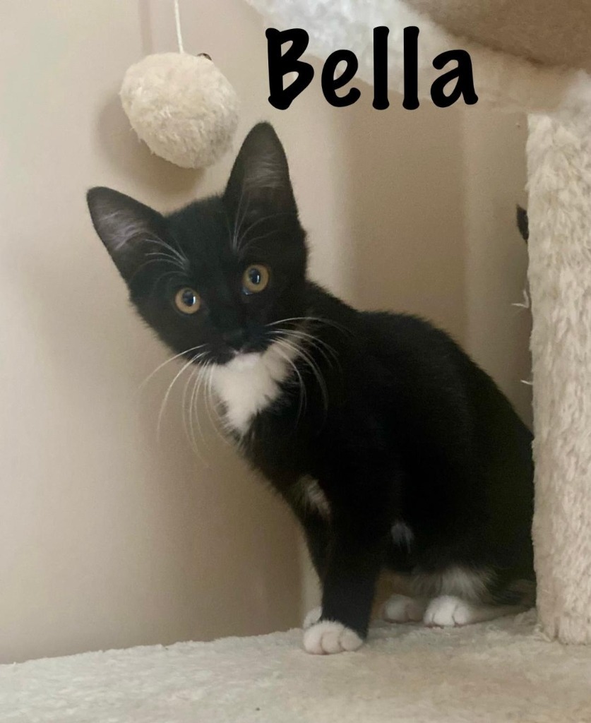 Bella, an adoptable Domestic Short Hair in Hoover , AL, 35226 | Photo Image 3