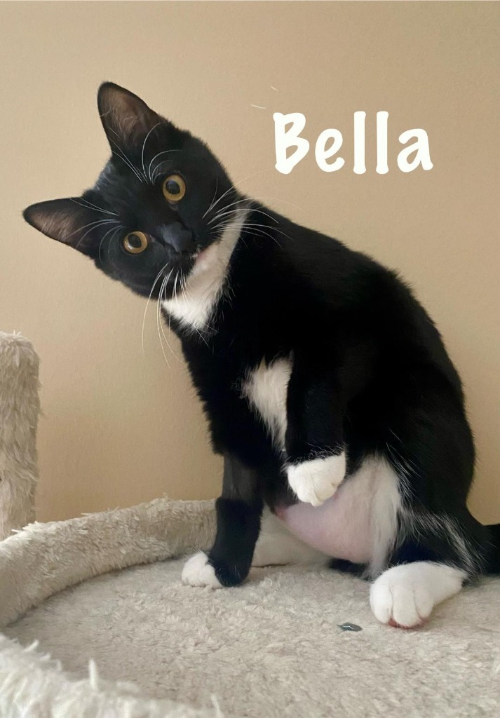 Bella, an adoptable Domestic Short Hair in Hoover , AL, 35226 | Photo Image 4