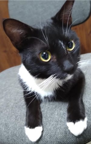 Meet Sweet Young Nicky The Adorable Tuxedo Cat Whos Ready to be Your Lap Companion Young Nicky li