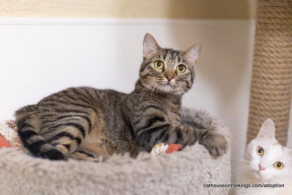 Cleopatra, an adoptable Tabby, Domestic Medium Hair in Parlier, CA, 93648 | Photo Image 1