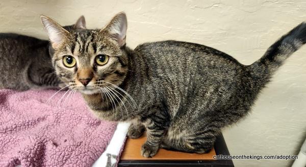 Cleopatra, an adoptable Tabby, Domestic Medium Hair in Parlier, CA, 93648 | Photo Image 3