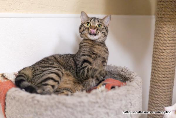 Cleopatra, an adoptable Tabby, Domestic Medium Hair in Parlier, CA, 93648 | Photo Image 3