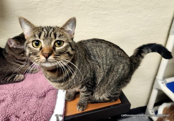 Cleopatra, an adoptable Tabby, Domestic Medium Hair in Parlier, CA, 93648 | Photo Image 4